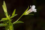 Florida hedgehyssop